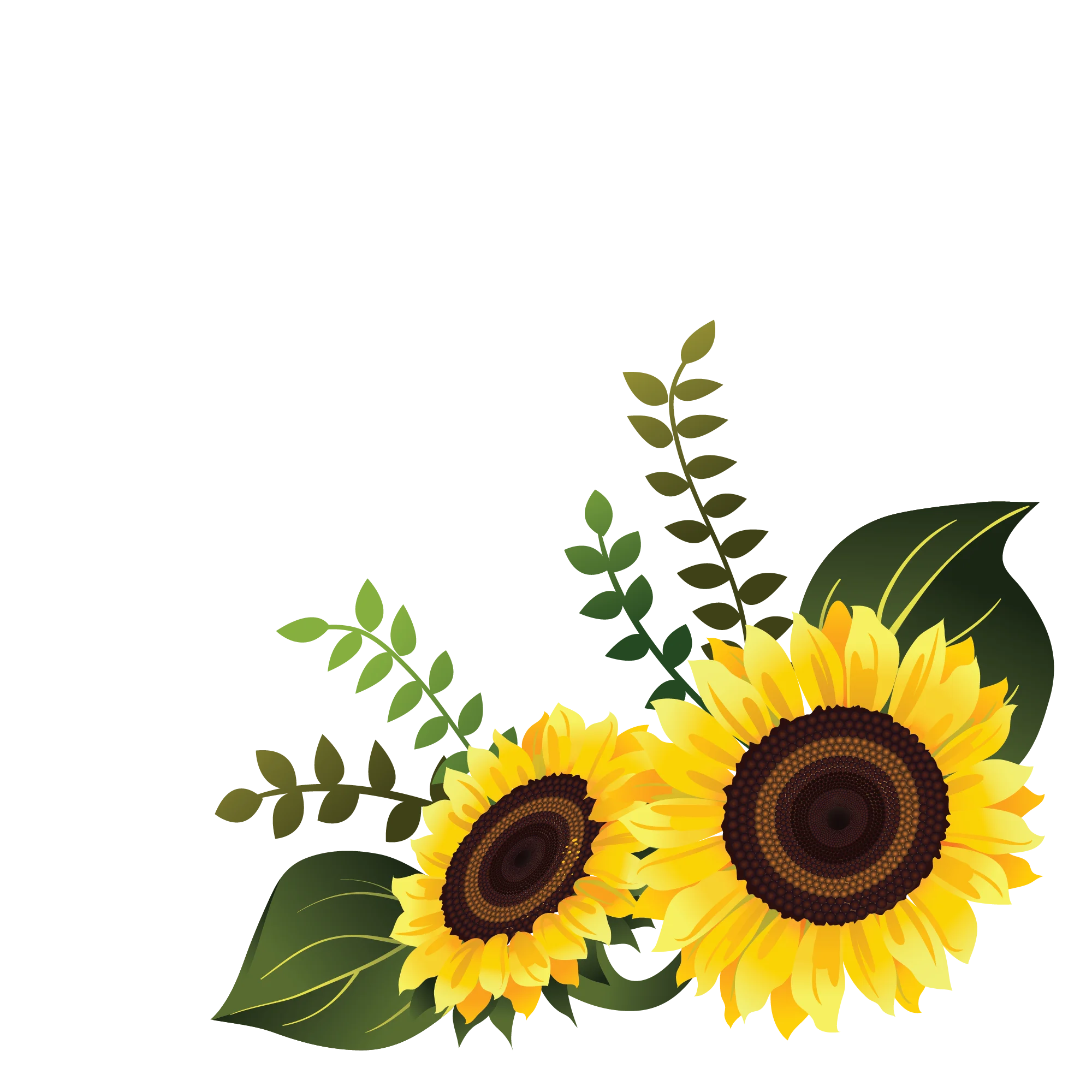 sunflower-vector-for-corner-design_5303182 copia